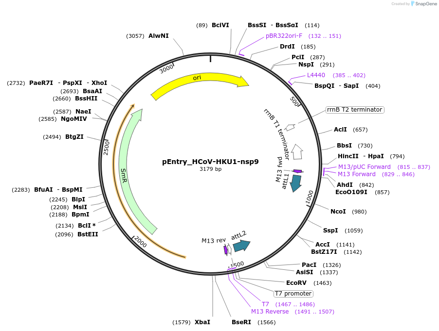 168898-plasmid-map-sequence-id-479293
