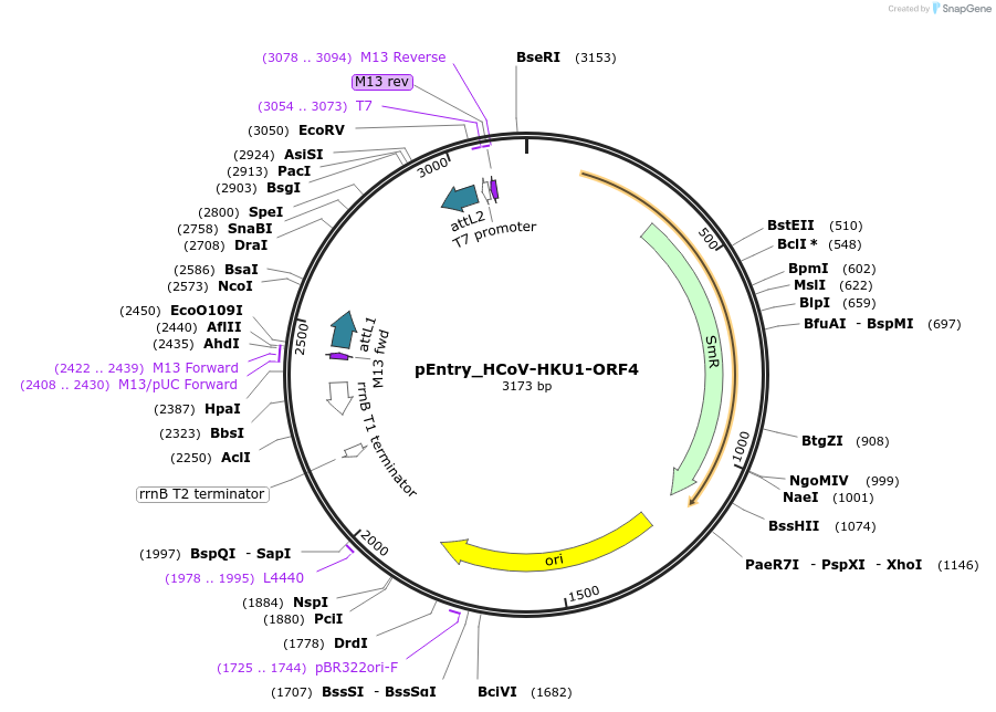 168903-plasmid-map-sequence-id-479294