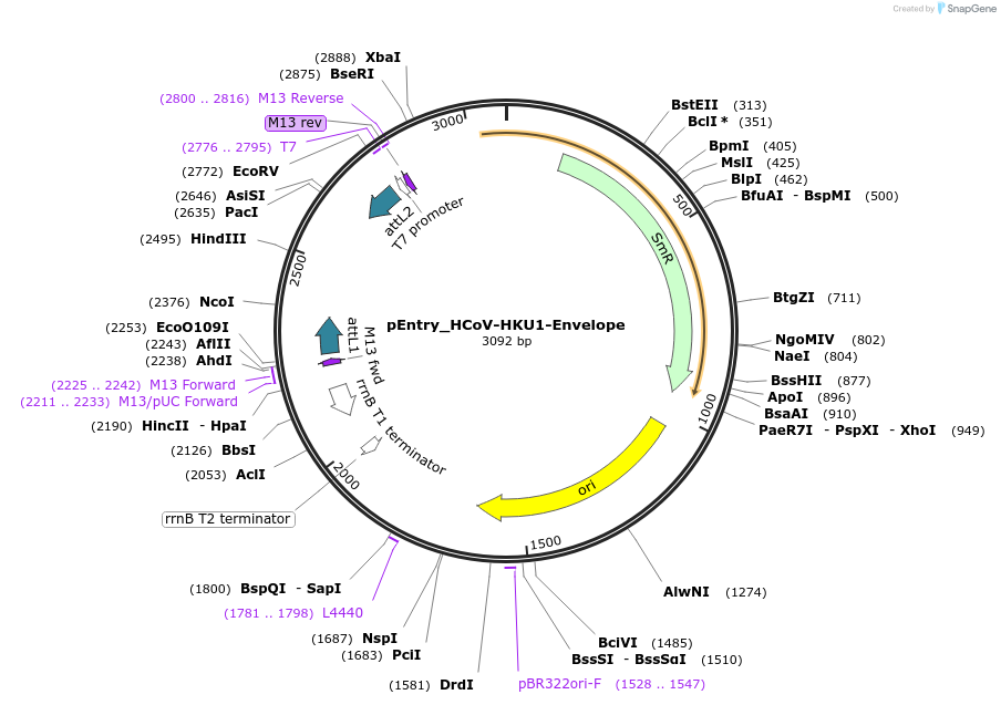 168904-plasmid-map-sequence-id-479295
