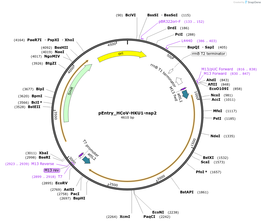 168908-plasmid-map-sequence-id-479297