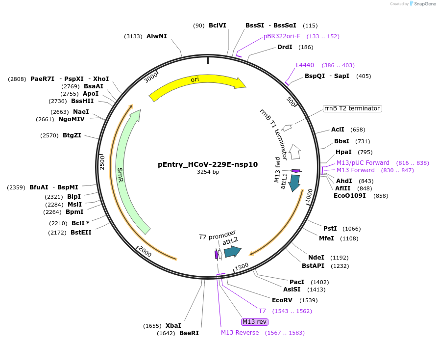 168959-plasmid-map-sequence-id-479301