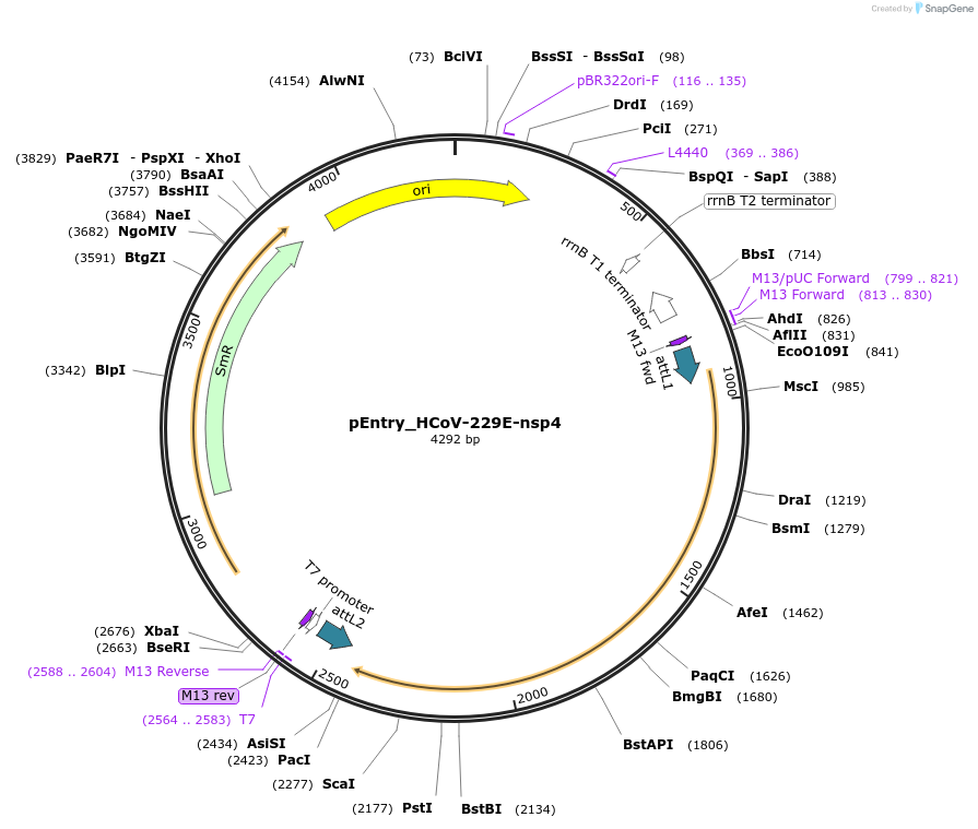 168953-plasmid-map-sequence-id-479303