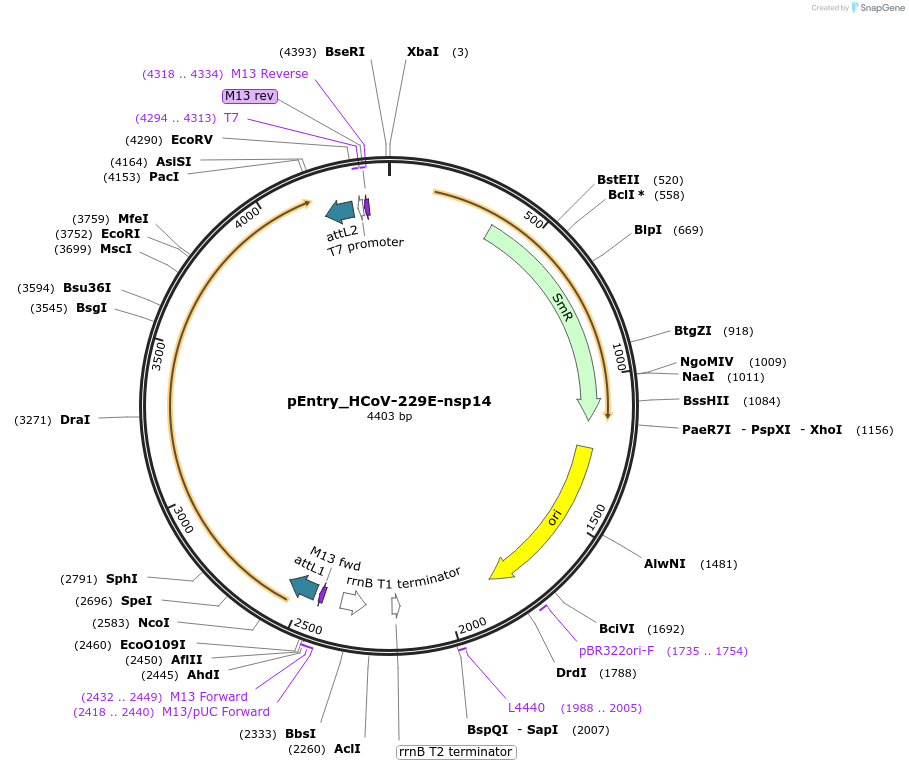 168960-plasmid-map-sequence-id-479304