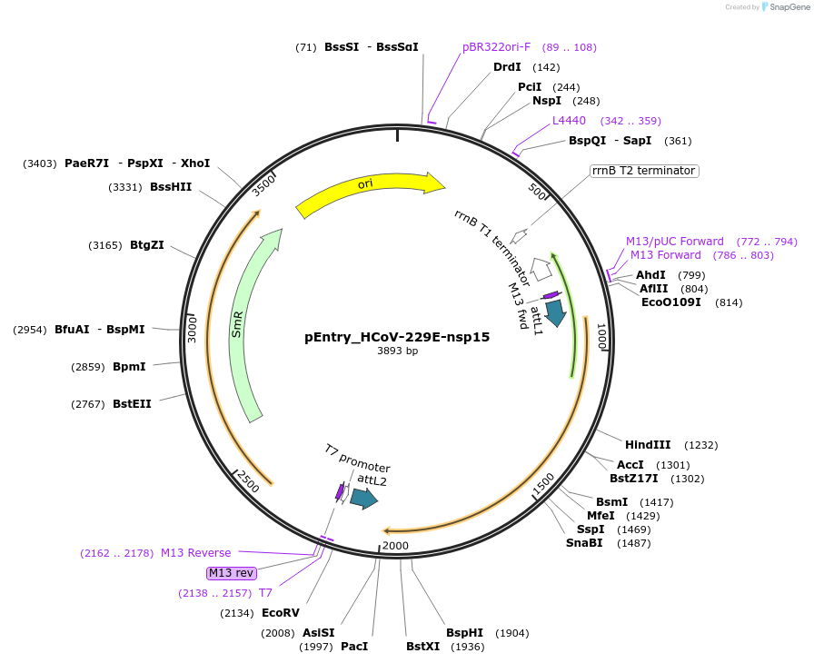 168961-plasmid-map-sequence-id-479305