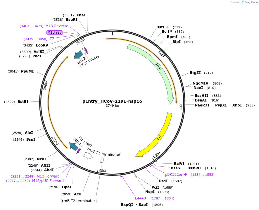 168962-plasmid-map-sequence-id-479306