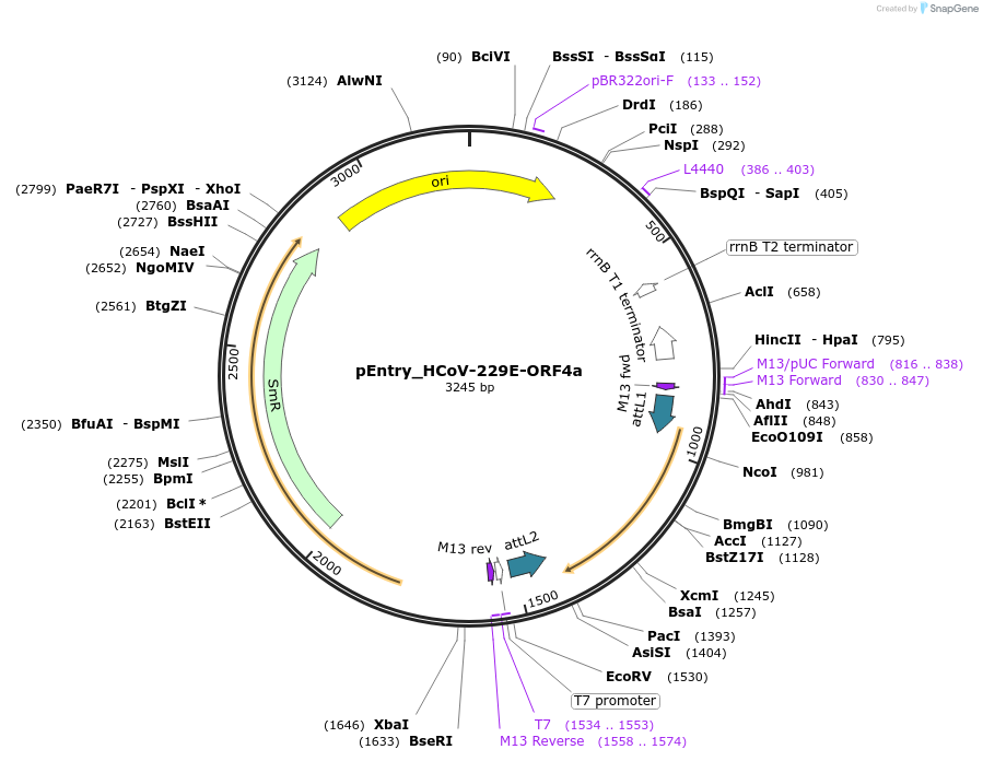 168963-plasmid-map-sequence-id-479307