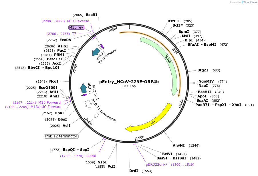 168964-plasmid-map-sequence-id-479308