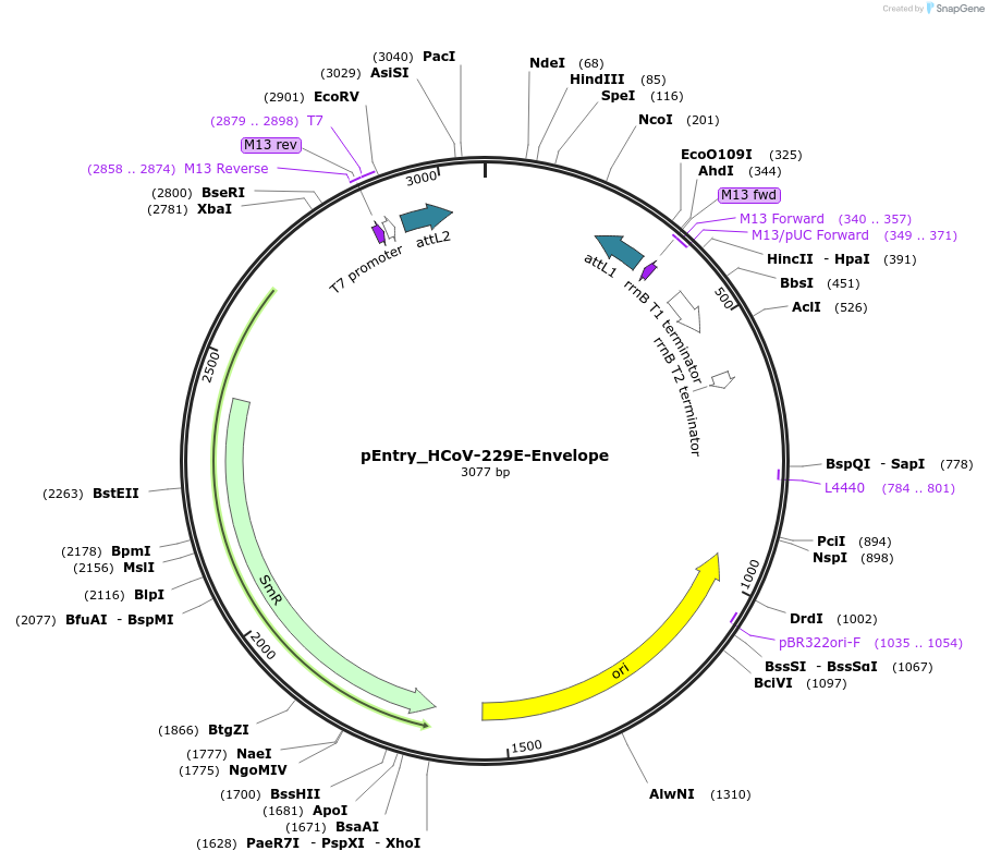 168965-plasmid-map-sequence-id-479309