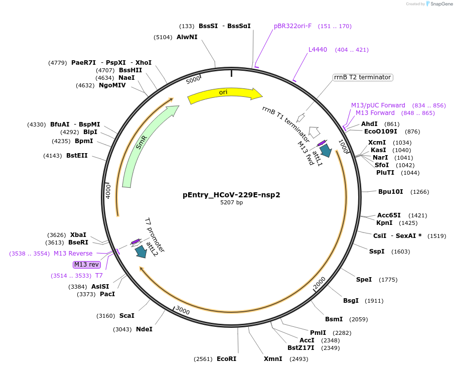 168968-plasmid-map-sequence-id-479310