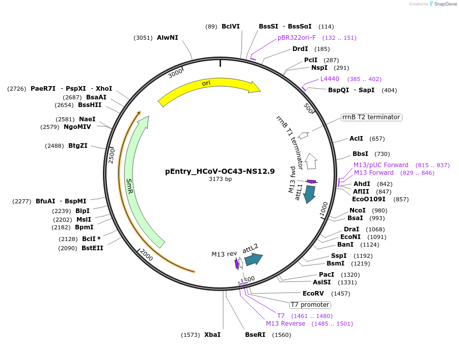 168944-plasmid-map-sequence-id-479312