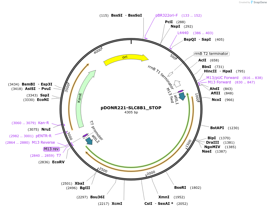 161364-plasmid-map-sequence-id-479320