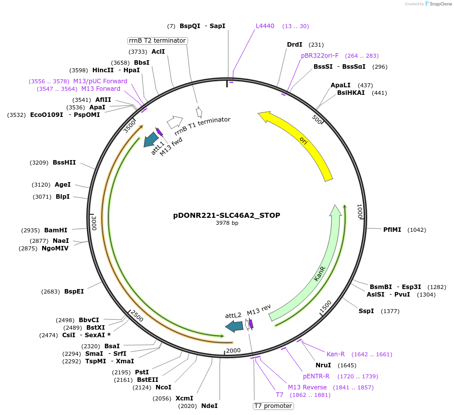 161369-plasmid-map-sequence-id-479321