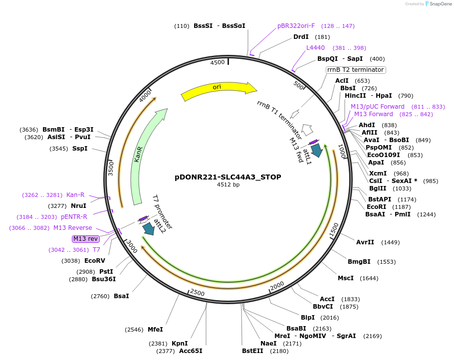 161392-plasmid-map-sequence-id-479327
