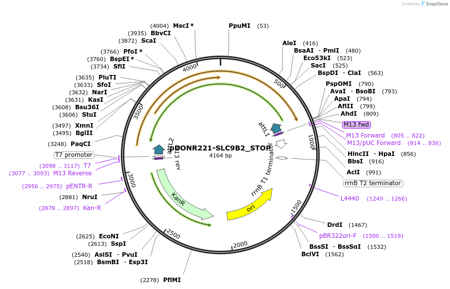 161401-plasmid-map-sequence-id-479330