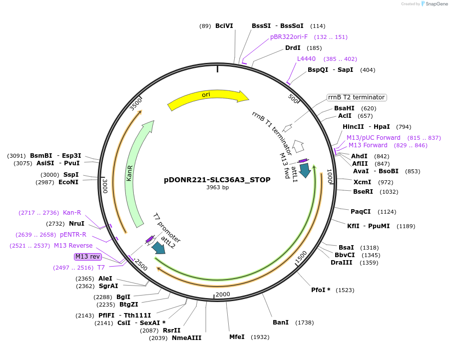 161226-plasmid-map-sequence-id-479332