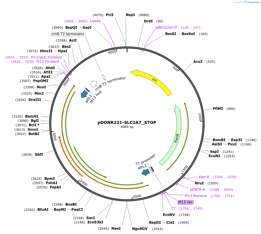 161232-plasmid-map-sequence-id-479333