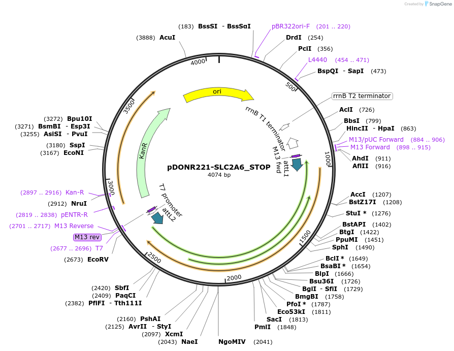 161244-plasmid-map-sequence-id-479336