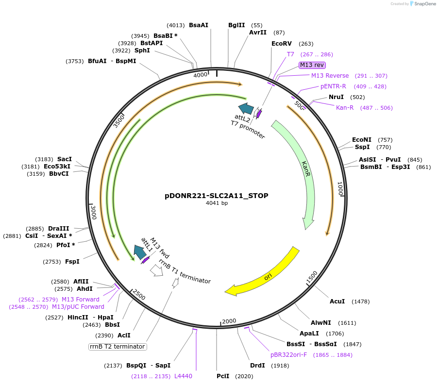 161245-plasmid-map-sequence-id-479337
