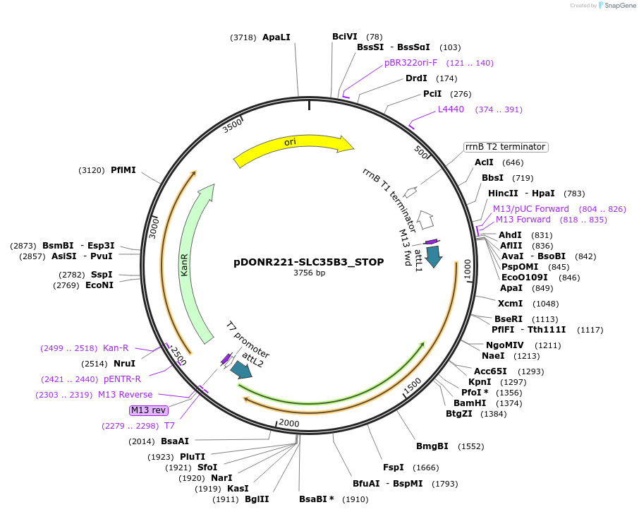 161253-plasmid-map-sequence-id-479338