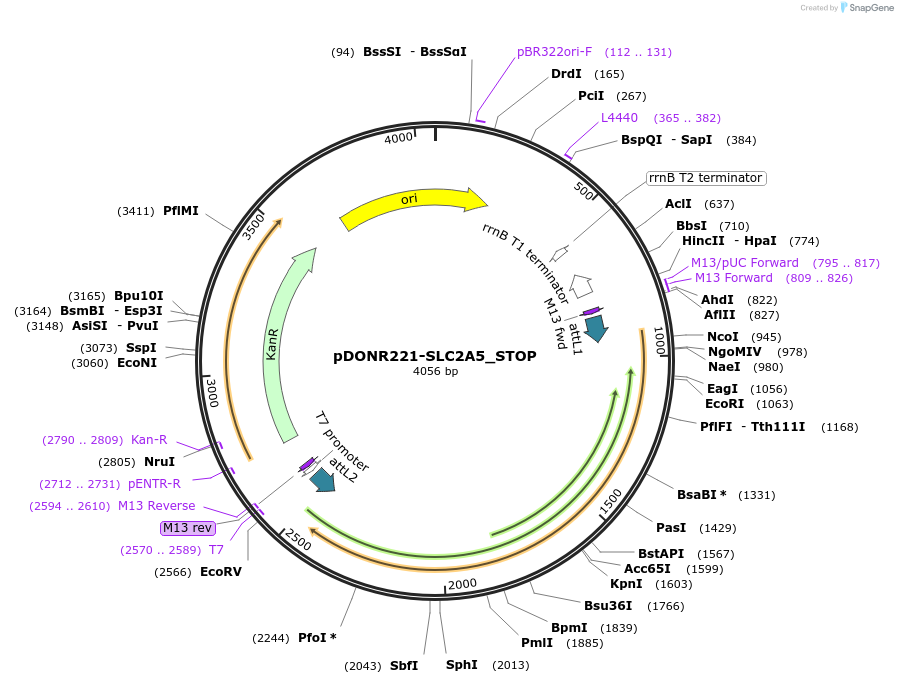 161256-plasmid-map-sequence-id-479340