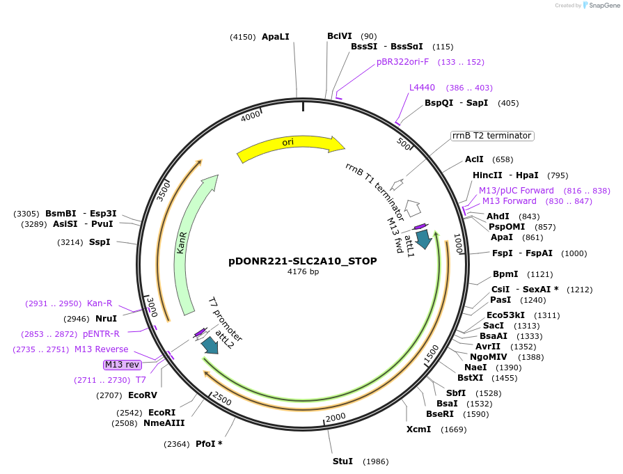 161257-plasmid-map-sequence-id-479341