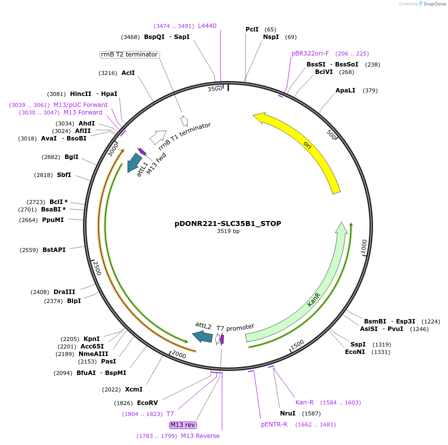 161265-plasmid-map-sequence-id-479342