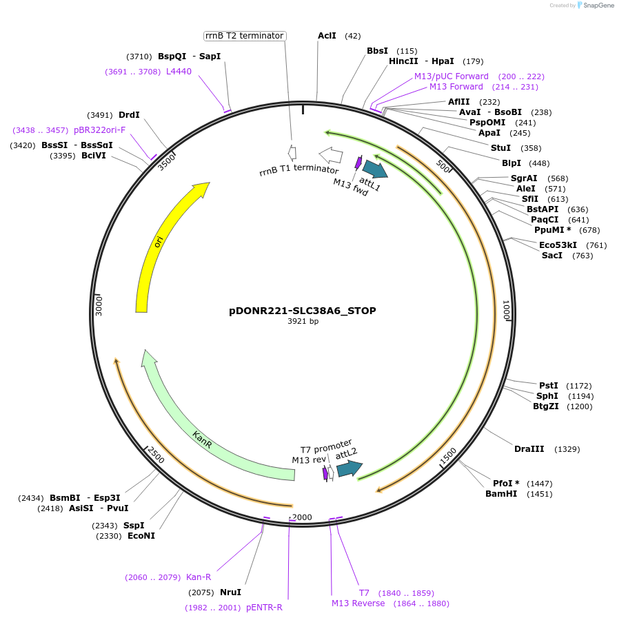 161272-plasmid-map-sequence-id-479343