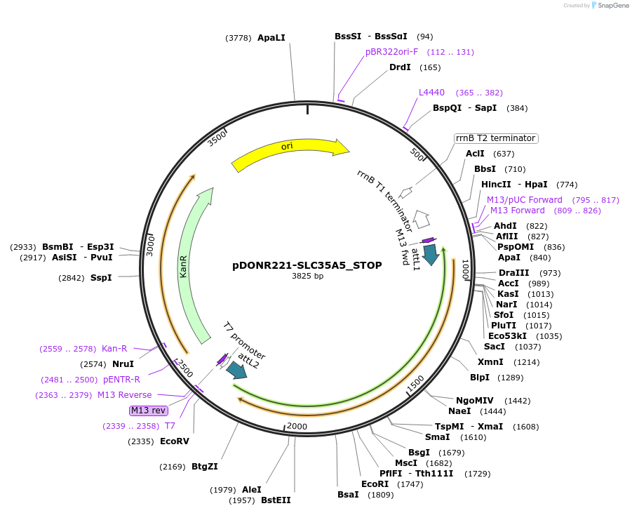 161277-plasmid-map-sequence-id-479344