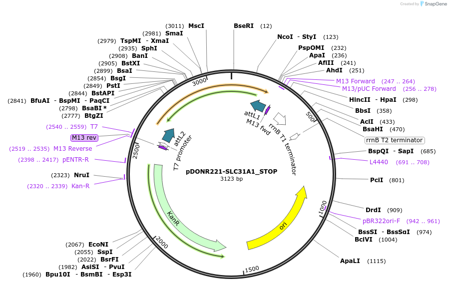 161418-plasmid-map-sequence-id-479348