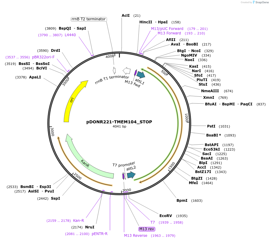 161428-plasmid-map-sequence-id-479349