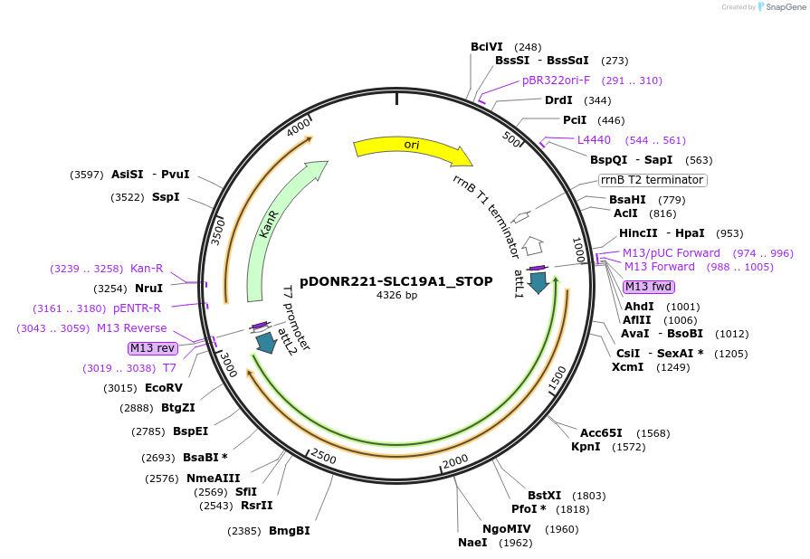 161432-plasmid-map-sequence-id-479350