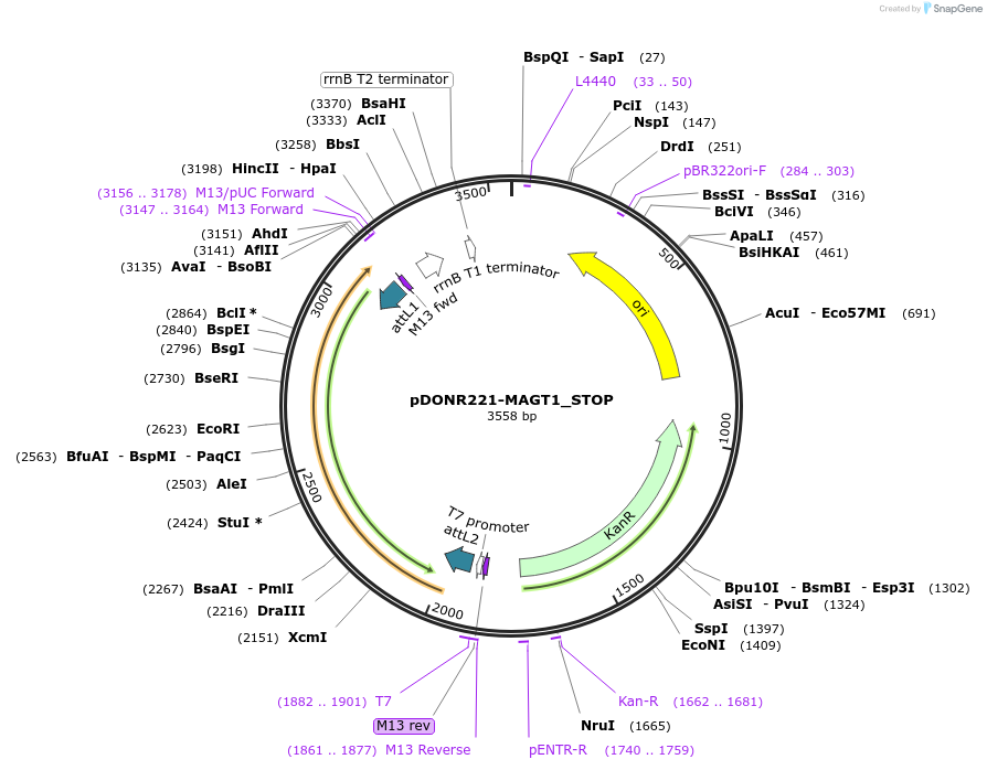 161468-plasmid-map-sequence-id-479354