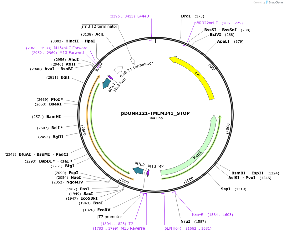 161462-plasmid-map-sequence-id-479355