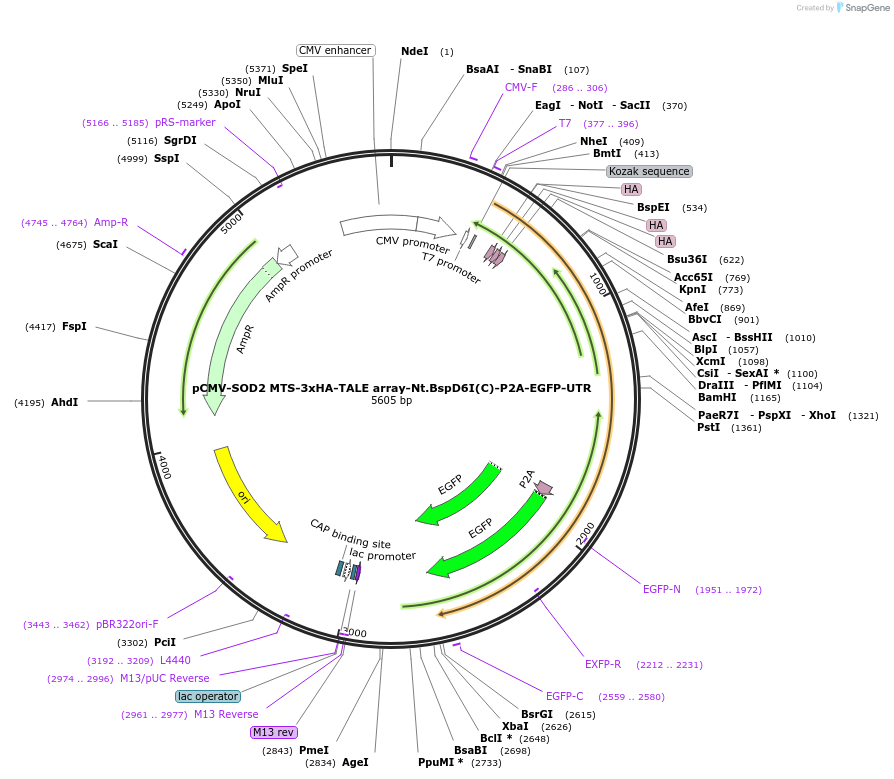 235204-plasmid-map-sequence-id-479364