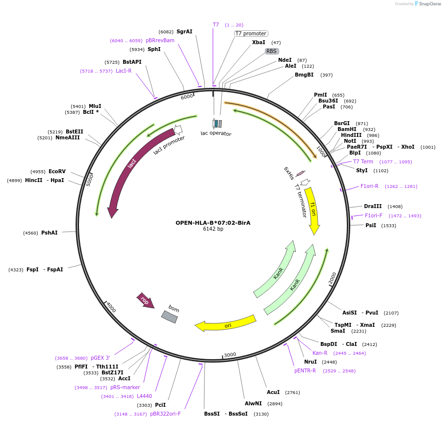 239752-plasmid-map-sequence-id-479365