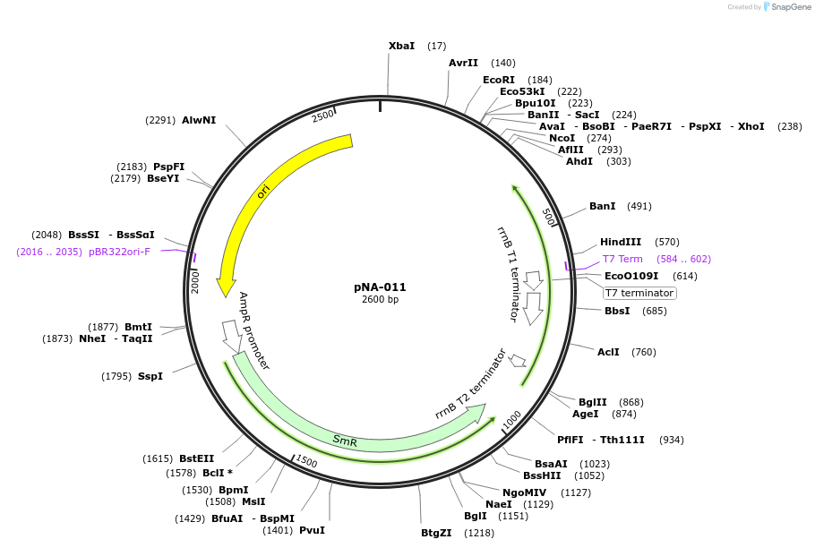 238994-plasmid-map-sequence-id-479402