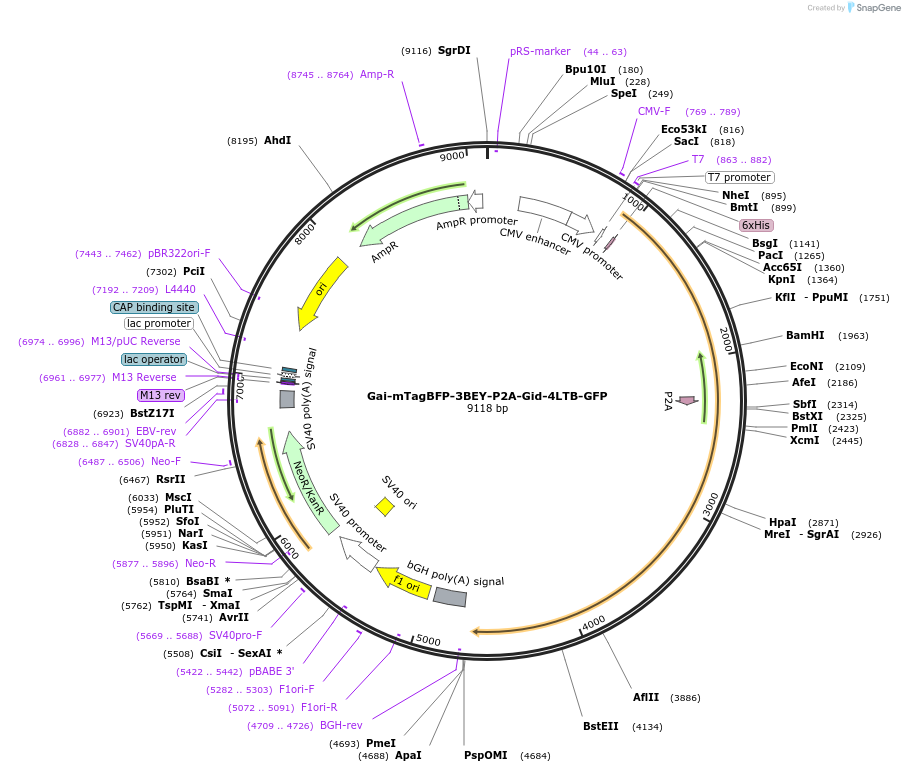 240137-plasmid-map-sequence-id-479458