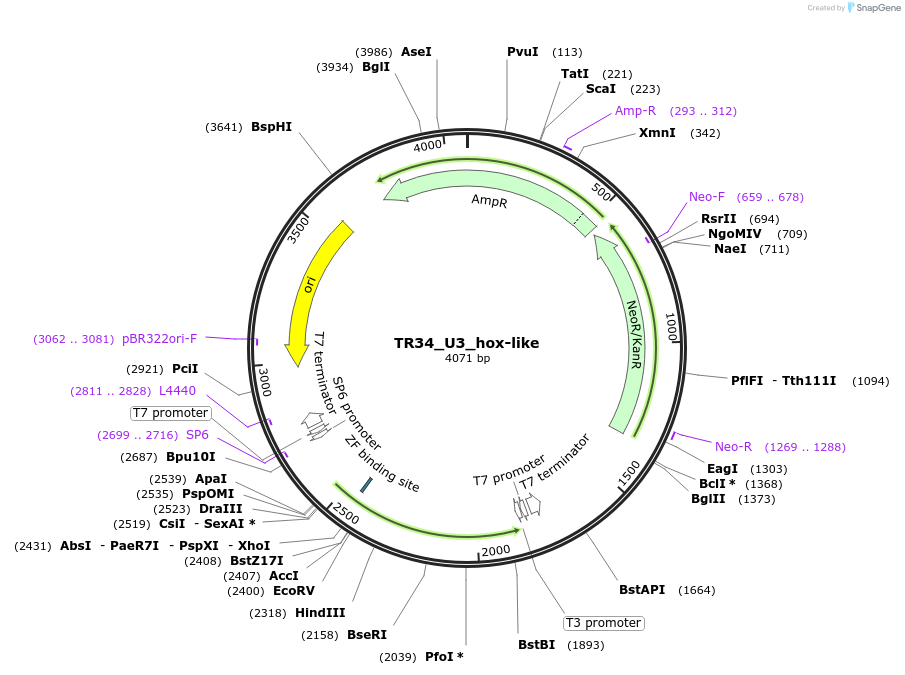239171-plasmid-map-sequence-id-479459