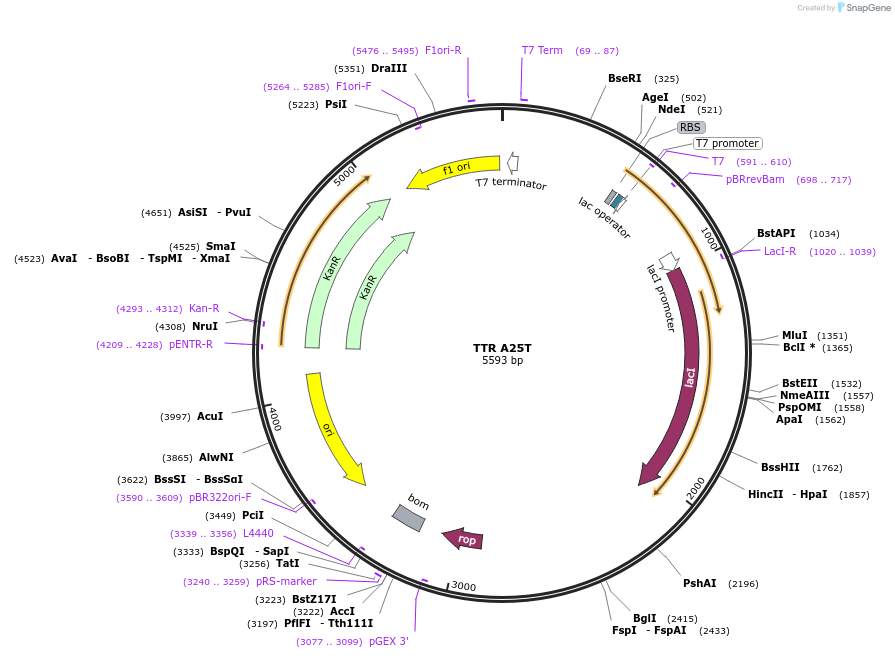 238114-plasmid-map-sequence-id-479479