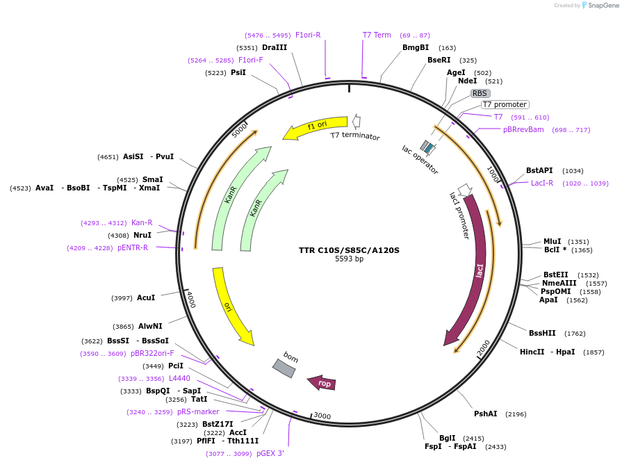 238113-plasmid-map-sequence-id-479497