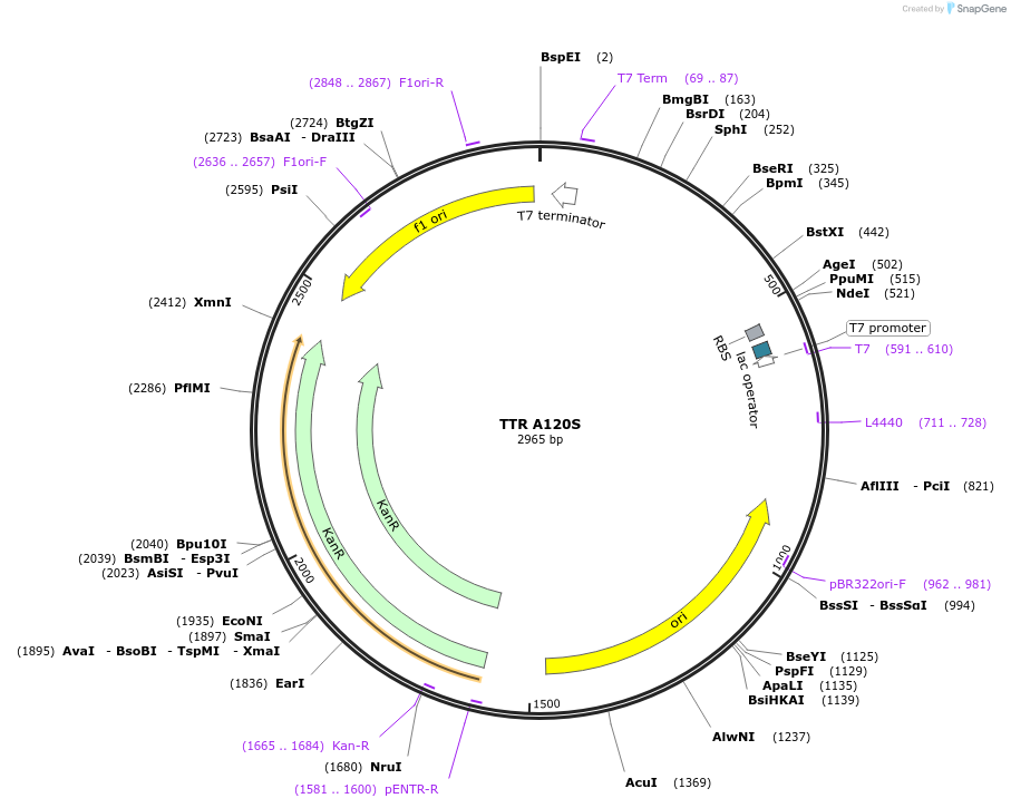 238111-plasmid-map-sequence-id-479510