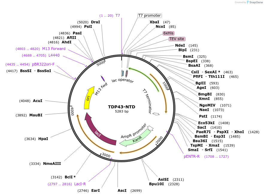241024-plasmid-map-sequence-id-479758