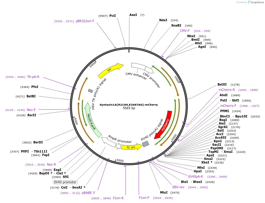 241296-plasmid-map-sequence-id-479763