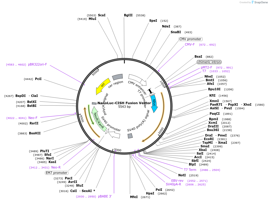 238742-plasmid-map-sequence-id-479773