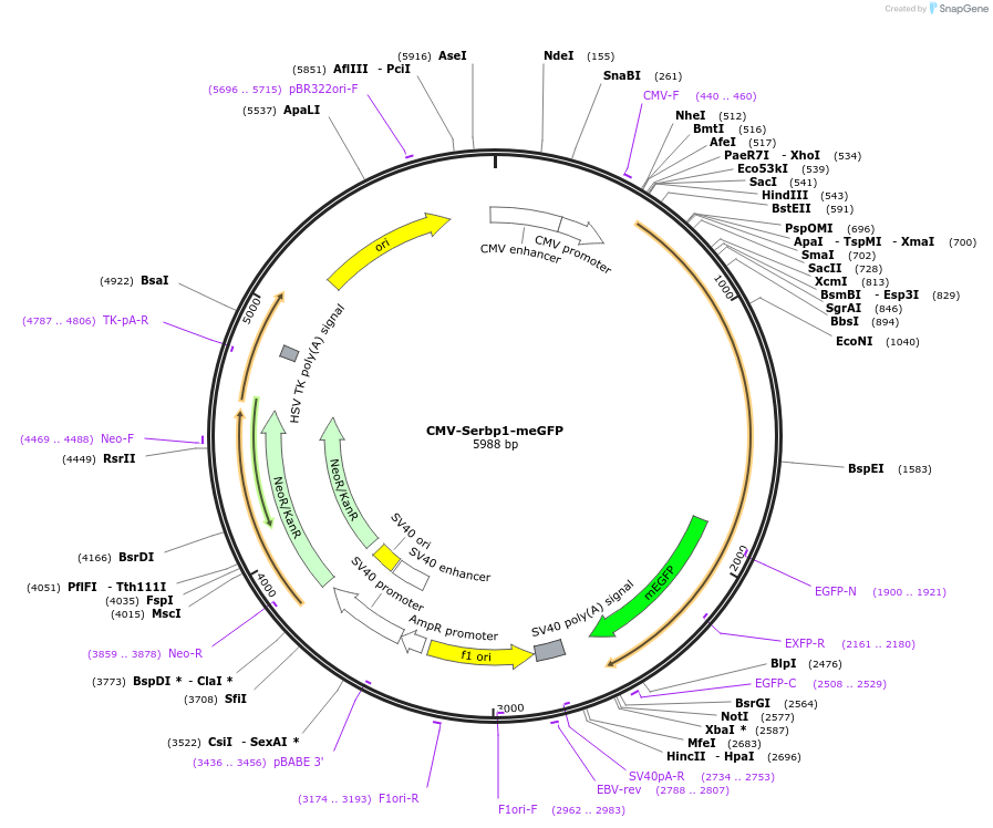 241316-plasmid-map-sequence-id-479774
