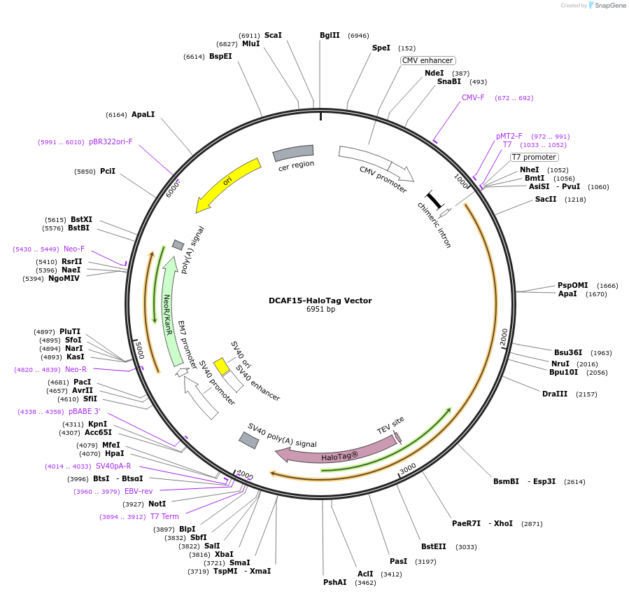 238730-plasmid-map-sequence-id-479778