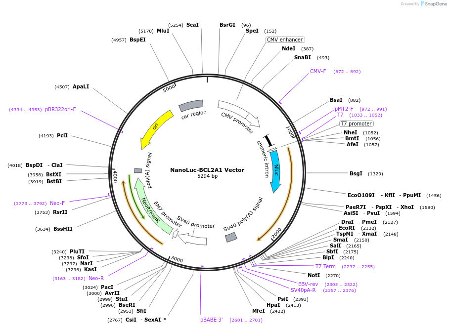 238726-plasmid-map-sequence-id-479779