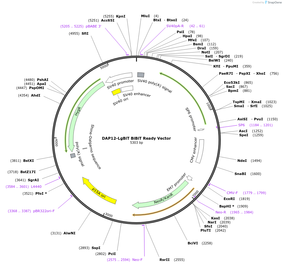 238800-plasmid-map-sequence-id-479831
