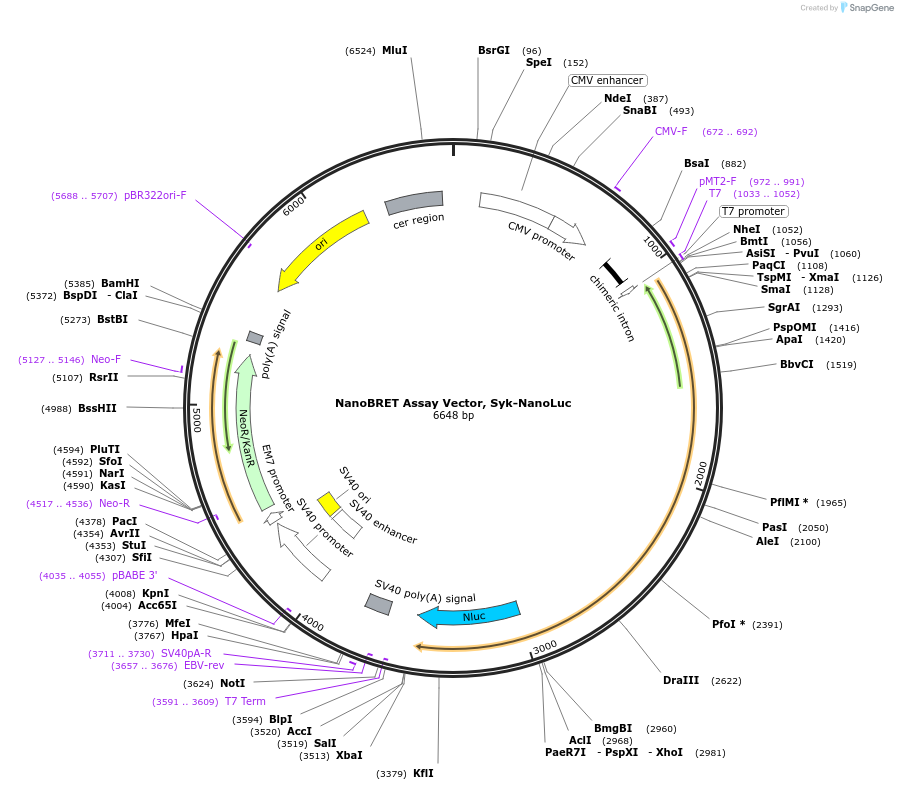 238722-plasmid-map-sequence-id-479854