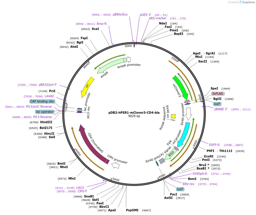 189979-plasmid-map-sequence-id-479855